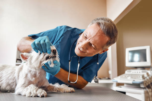 Best 24-Hour Emergency Dentist  in Lake Camelot, IL